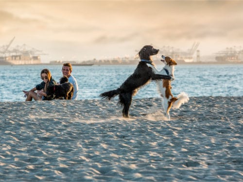 Two dogs playing at the beach and a couple sitting with dogs